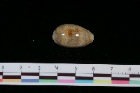 藏品(愛龍寶螺)的圖片